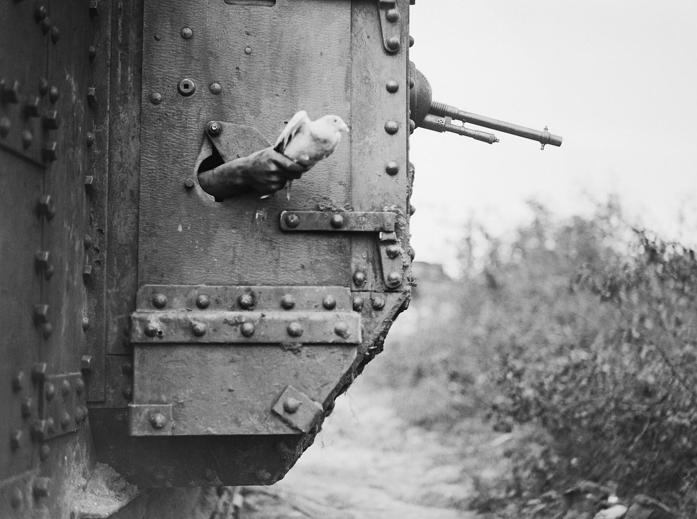 A message-carrying pigeon released from a British Mark V tank near Albert, France, during the Battle of Amiens, August 9, 1918.